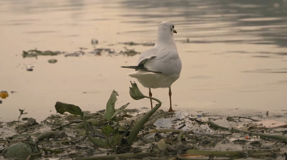 Global river pollution